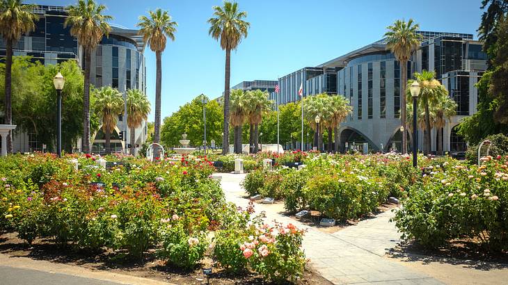 A garden of bushes with flowers and pathways, and palm trees and buildings behind