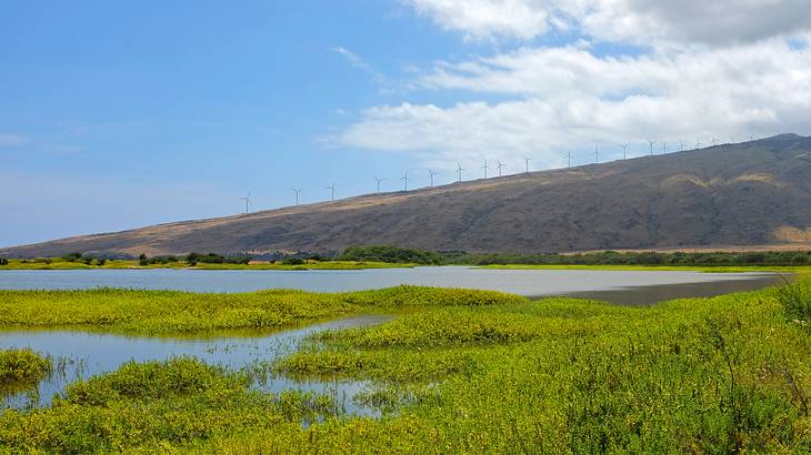 Still water and lush greenery in a wetland framed by a mountain slope and cloudy sky