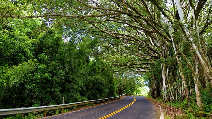 A road extending through a lush, tropical forest with tall trees and thick foliage