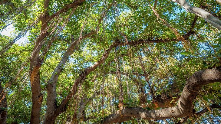 Lahaina's Banyan Tree is one of the best free things to do on Maui, Hawaii