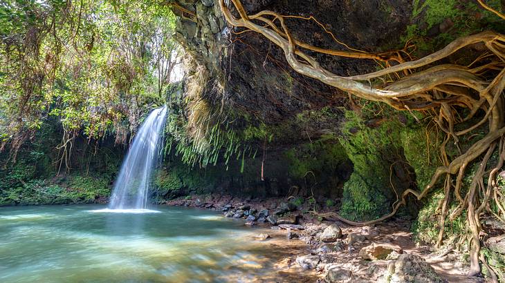 A crystal-clear waterfall glistening in the sunlight amidst the dense green foliage