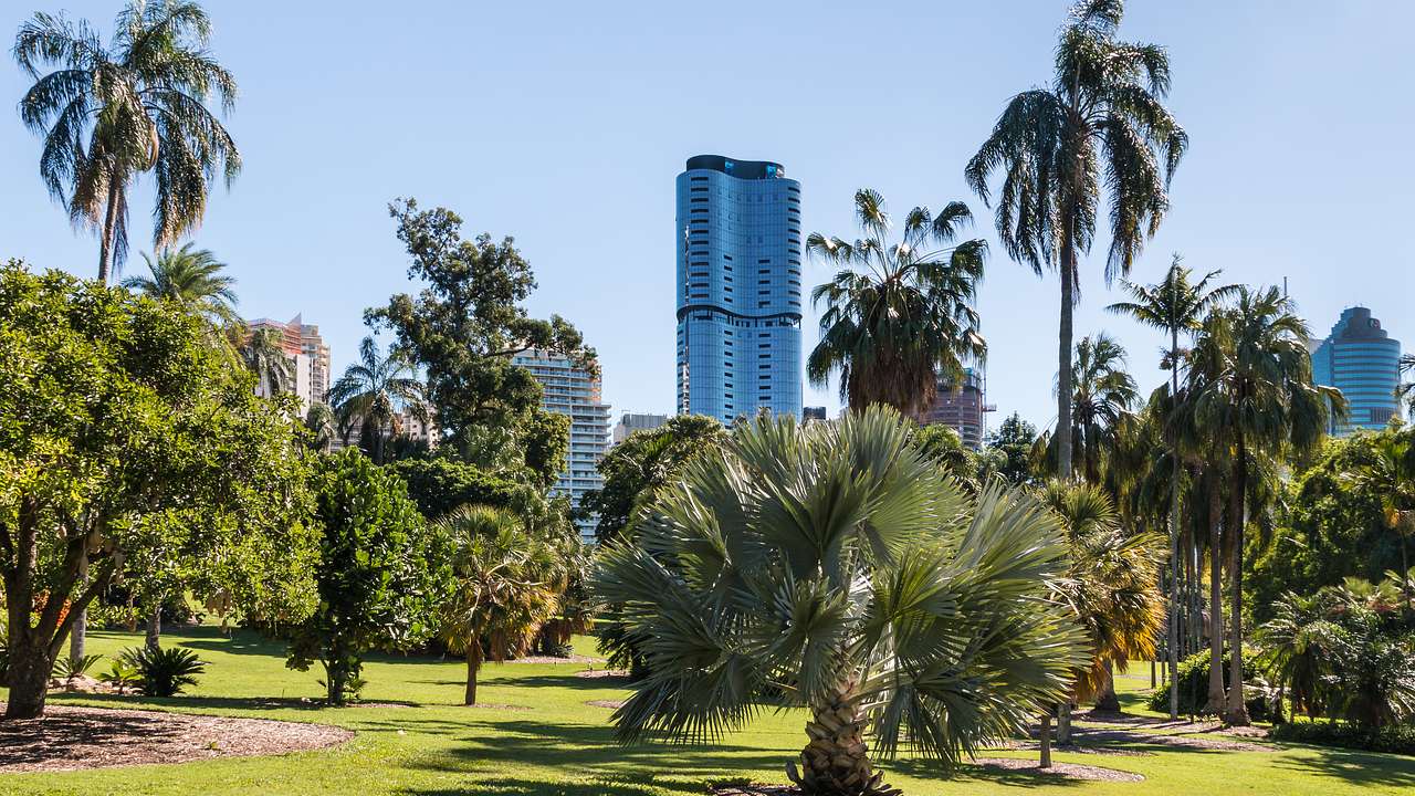 A park with different types of green trees and green grass, with skyscrapers behind