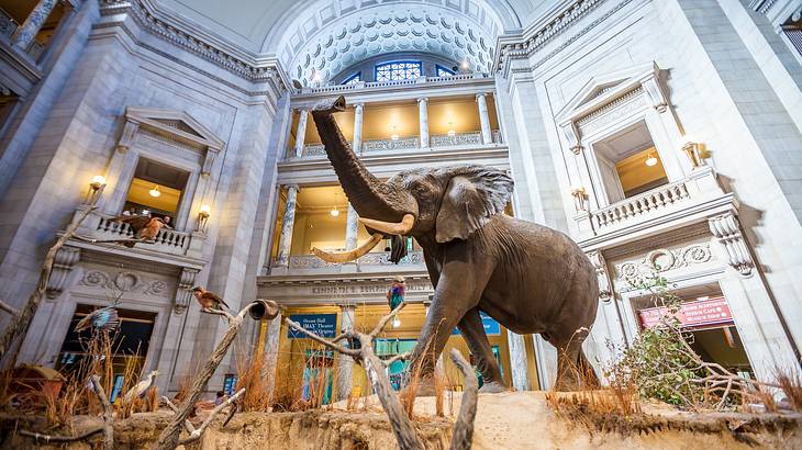 A tusked elephant in museum with white stone walls surrounding it