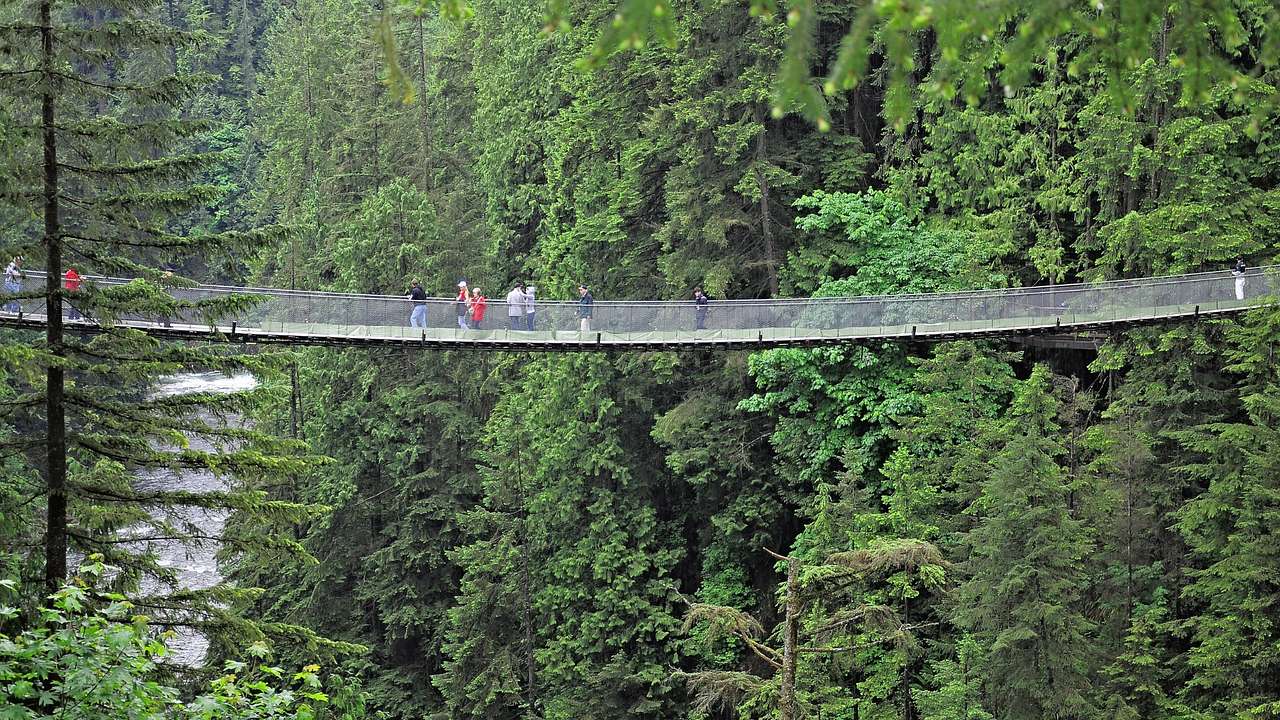 A suspension bridge in a forest surrounded by green trees