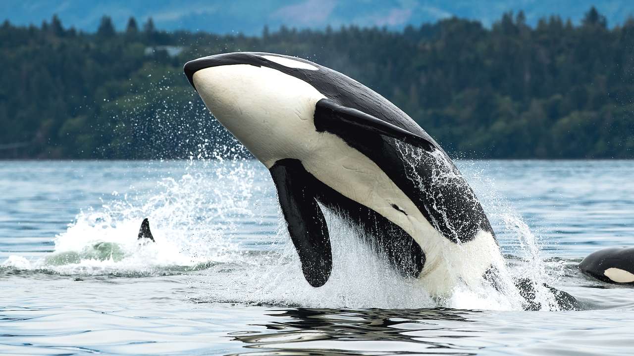 A black and white orca whale jumping out of the water