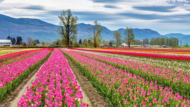 A field of colourful tulips next to trees and mountains under a cloudy sky