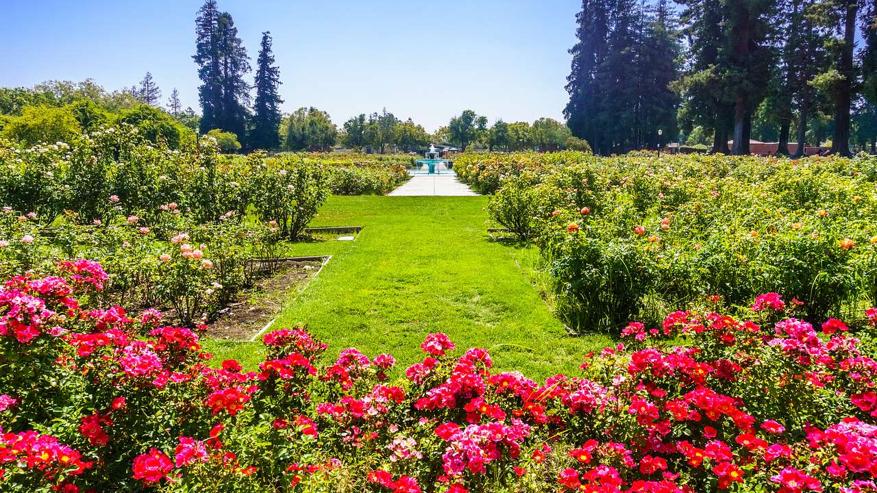 The Municipal Rose Garden is one of the most beautiful San Jose landmarks