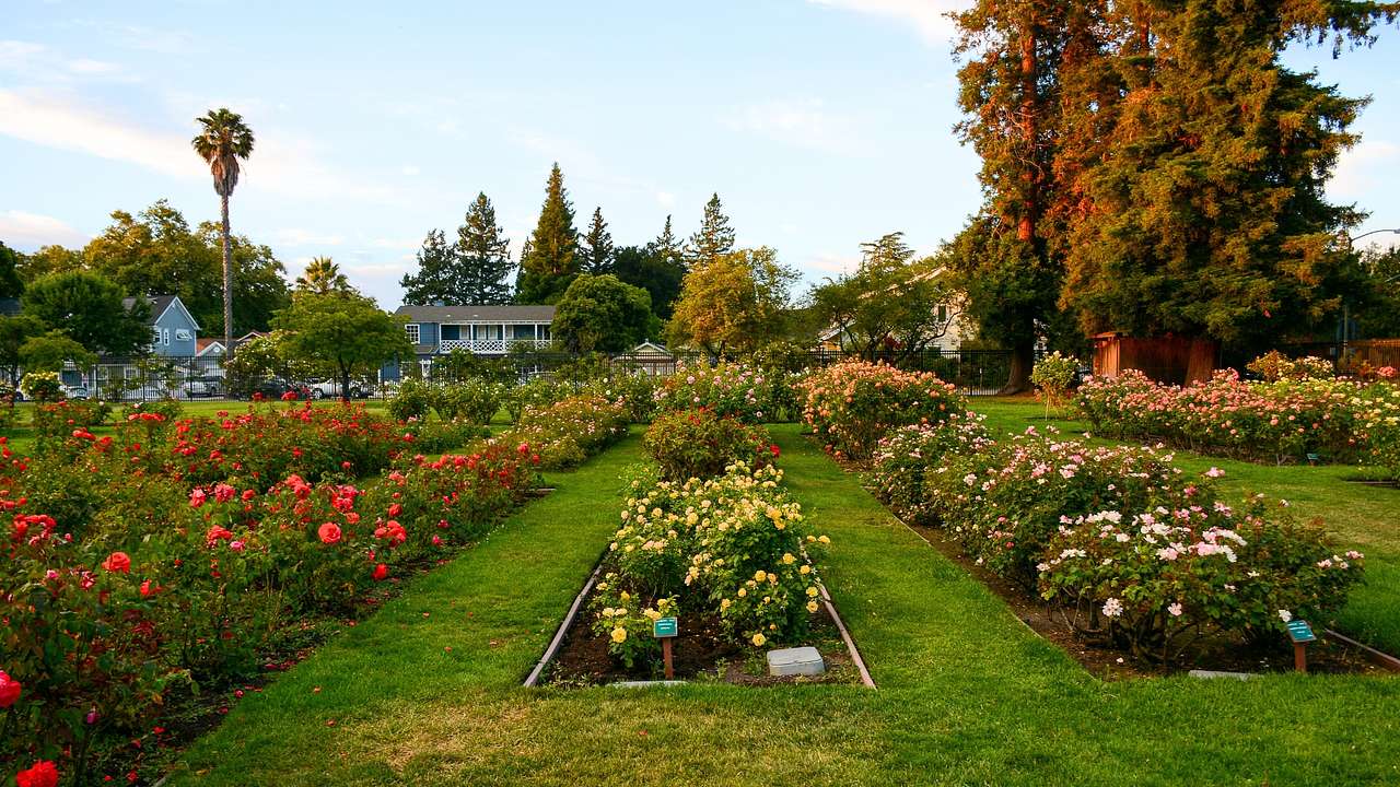 A garden with grass and roses surrounded by green trees