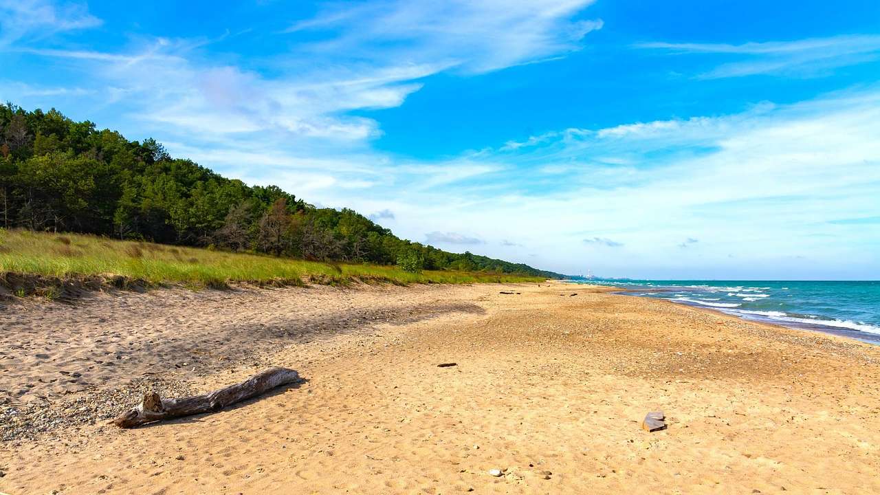 A beach with a sandy shoreline, water, and green trees