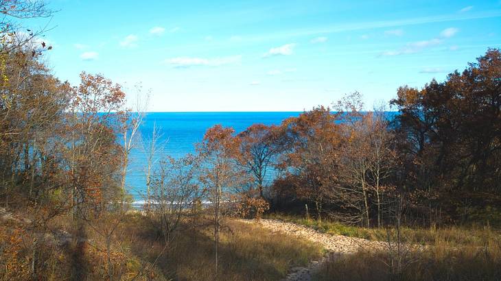 A sand pathway between autumn trees against a sealine