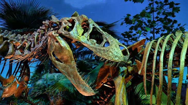 A close-up shot of dinosaur skeletons in an exhibit in a dark room