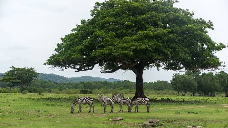 A group of zebras grazing a grassy, tree-filled land at a sanctuary A group of zebras grazing a grassy, tree-filled land at a sanctuary