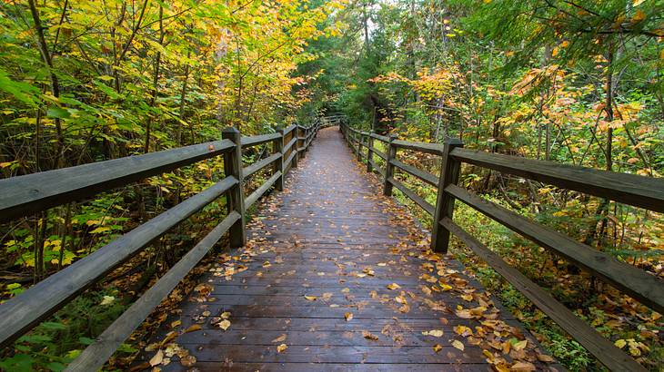 A wooden boardwalk through an autumn forest