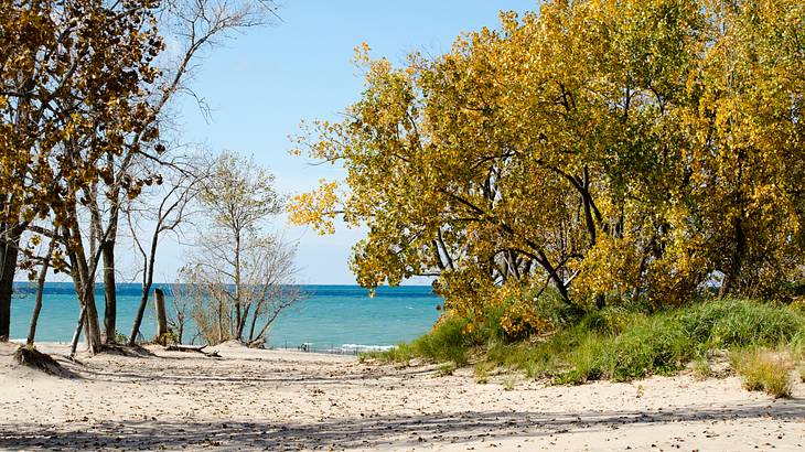 A white sand beach with autumn trees against a sealine