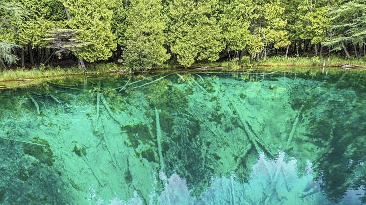 A clear blue water body surrounded by green trees