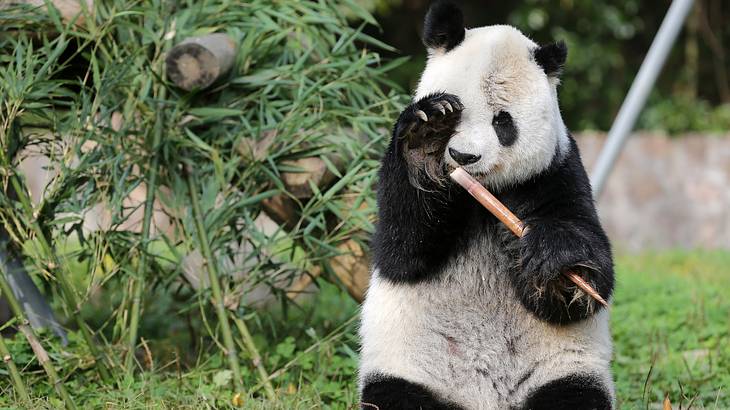 A pile of bamboo shoots and leaves beside a panda holding bamboo and covering his eye