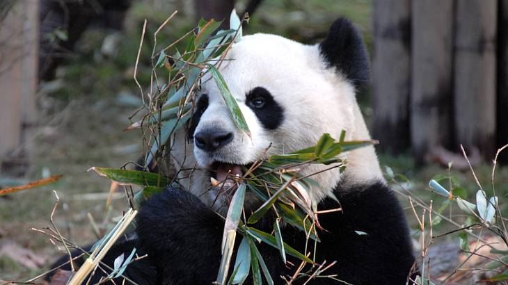 A panda surrounded by a bunch of leaves while chewing on some of them