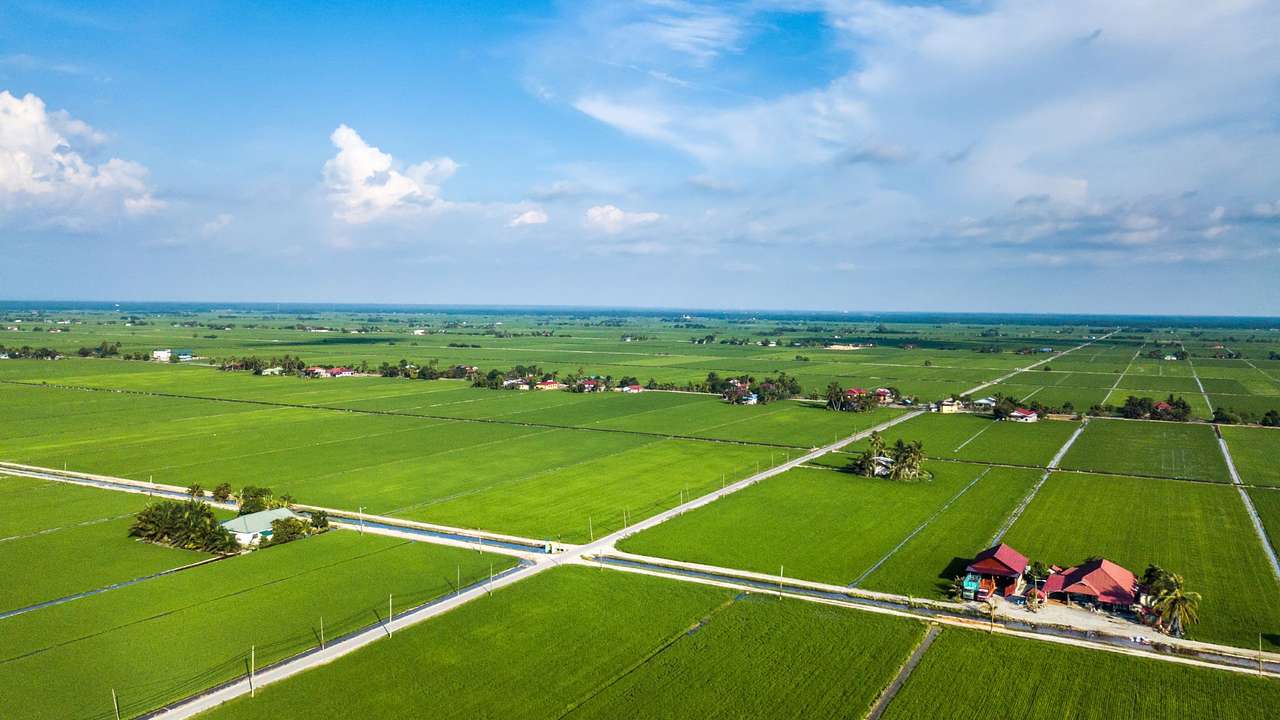 An aerial shot of green paddy fields with some small houses on them