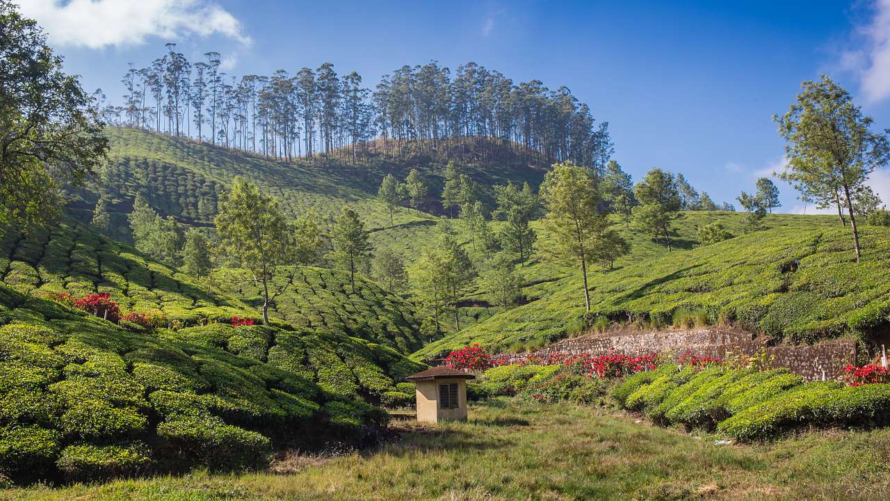 A vast lush tea plantation on rolling hills with tall trees on a sunny day