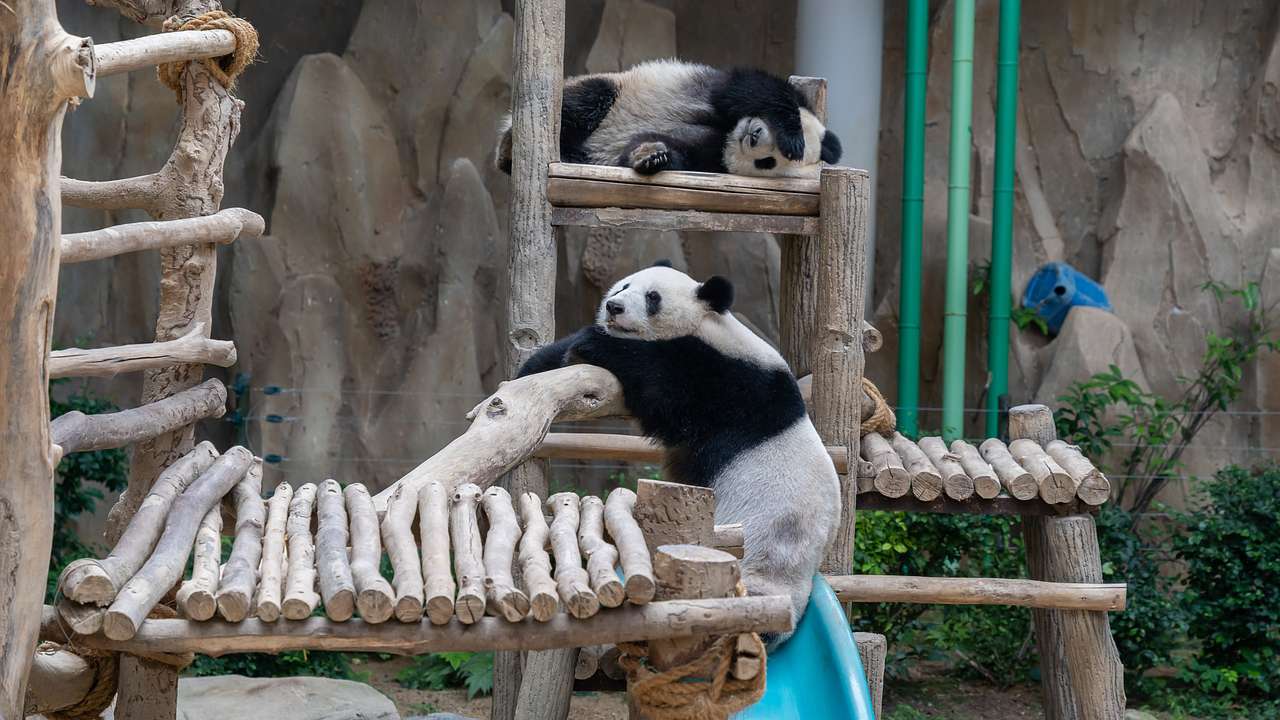 Two pandas sleeping and resting on a wooden platform