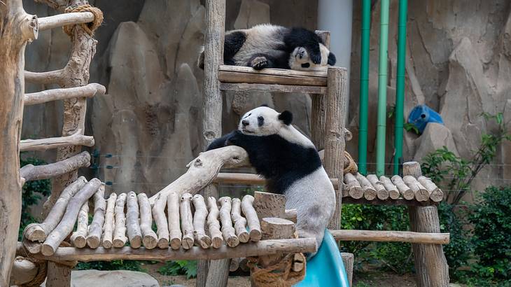 Two pandas sleeping and resting on a wooden platform