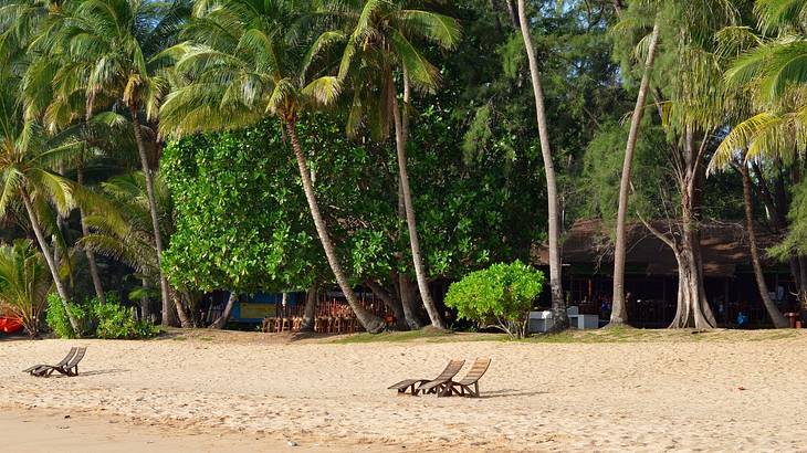 A sandy beach with sunbeds on the sand next to tall palm trees