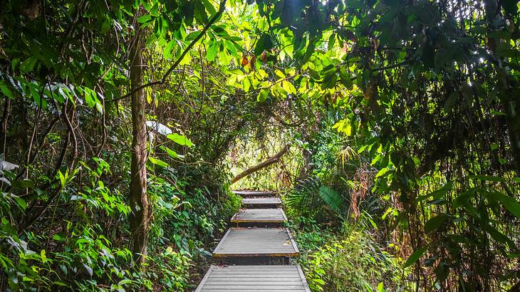 A wooden pathway in the middle of the jungle surrounded by trees and vines