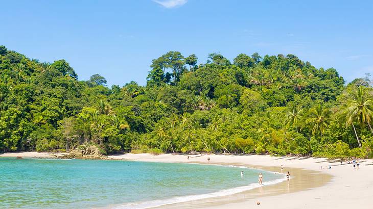 A beach next to the water and green trees under a blue sky