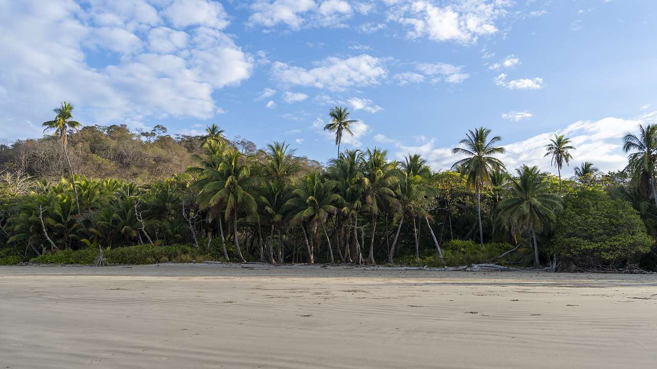 A sandy seashore with tall palm trees under the blue sky