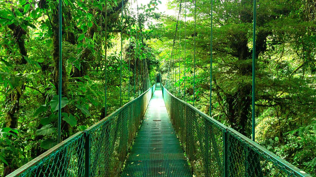 A green hanging bridge surrounded by greenery