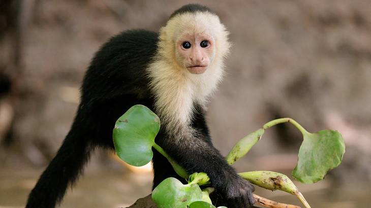 A close-up shot of a white-faced capuchin holding a plant