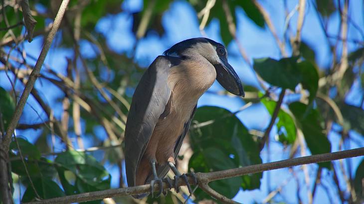 A close-up photo of a bird on a branch with leaves in the background