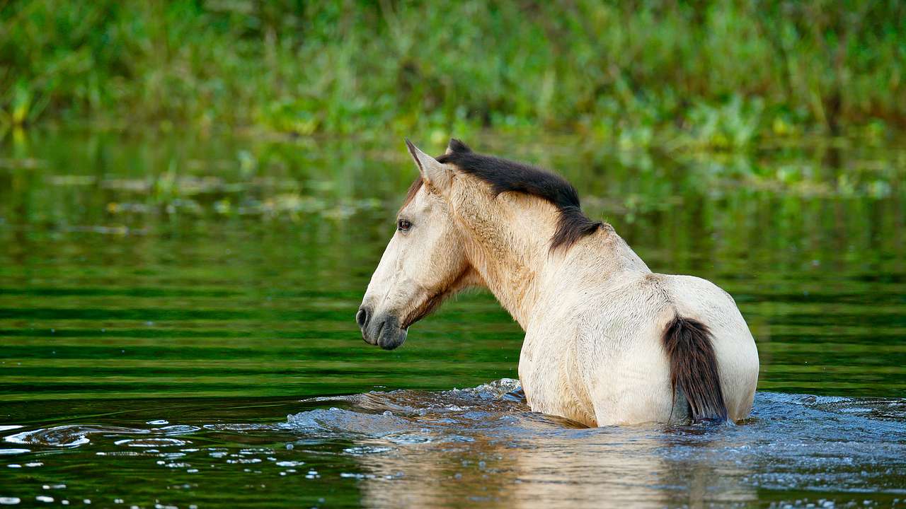 A white horse in the water with green vegetation in the back