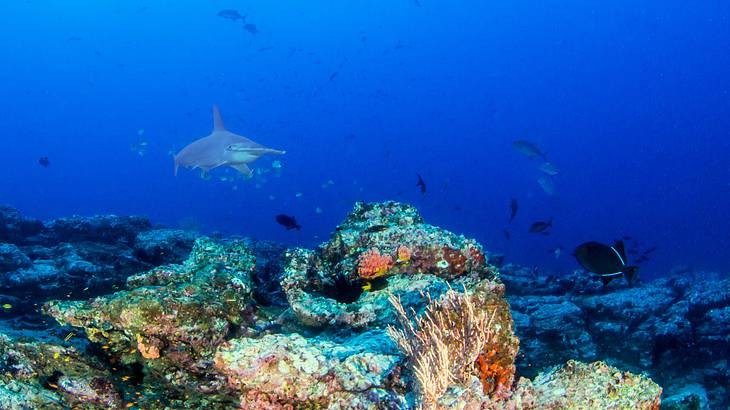 An underwater view of sharks, fish species, and coral reefs
