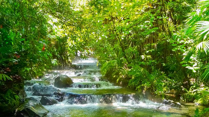 Flowing hot springs surrounded by lush greenery within the jungle