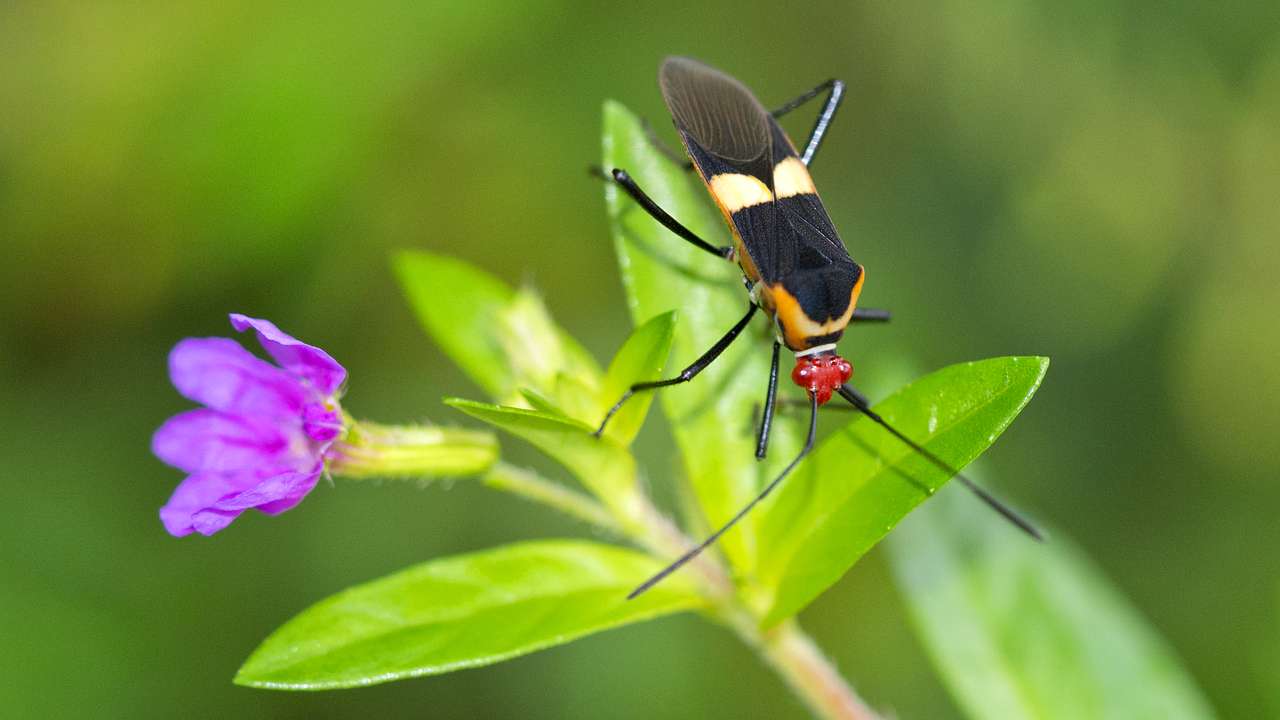 A winged insect with a red-colored head on the leaves of a plant with a flower