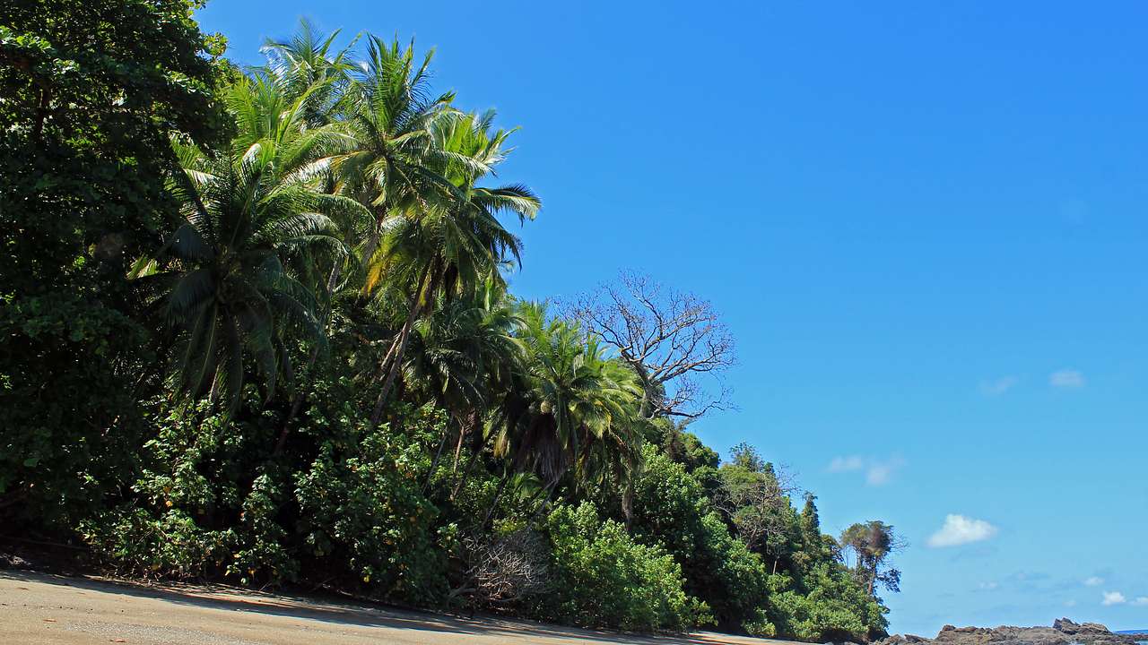Empty shoreline with tall palm trees and lush greenery under the blue sky