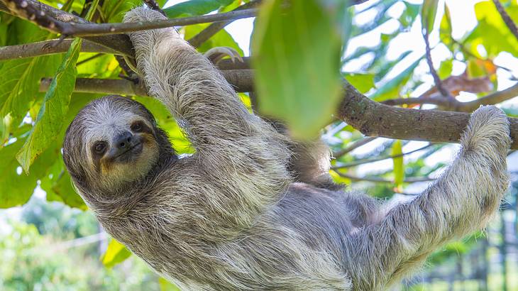 A sloth hanging on the tree's branches with green leaves