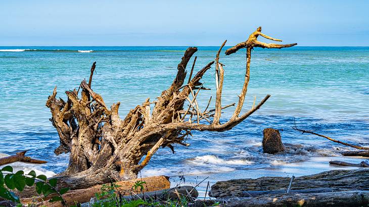 A dead tree and logs in the foreground with a turquoise sea under the clear blue sky