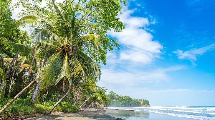 A sand beach with palm trees and other greenery on a sunny day