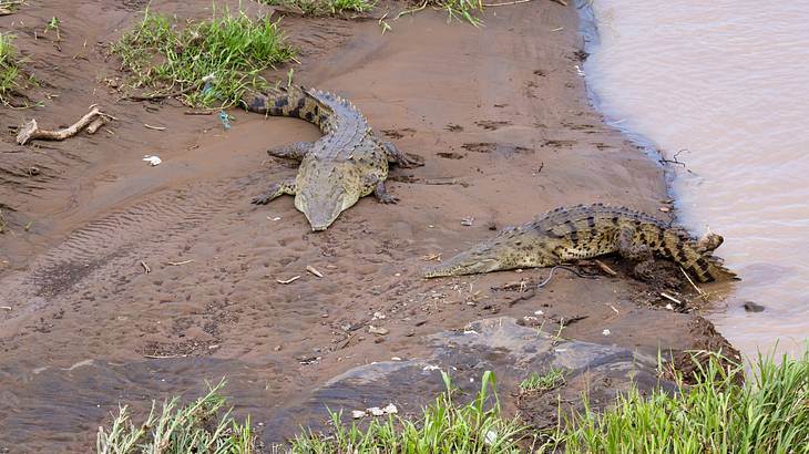 Two crocodiles resting on the river bank