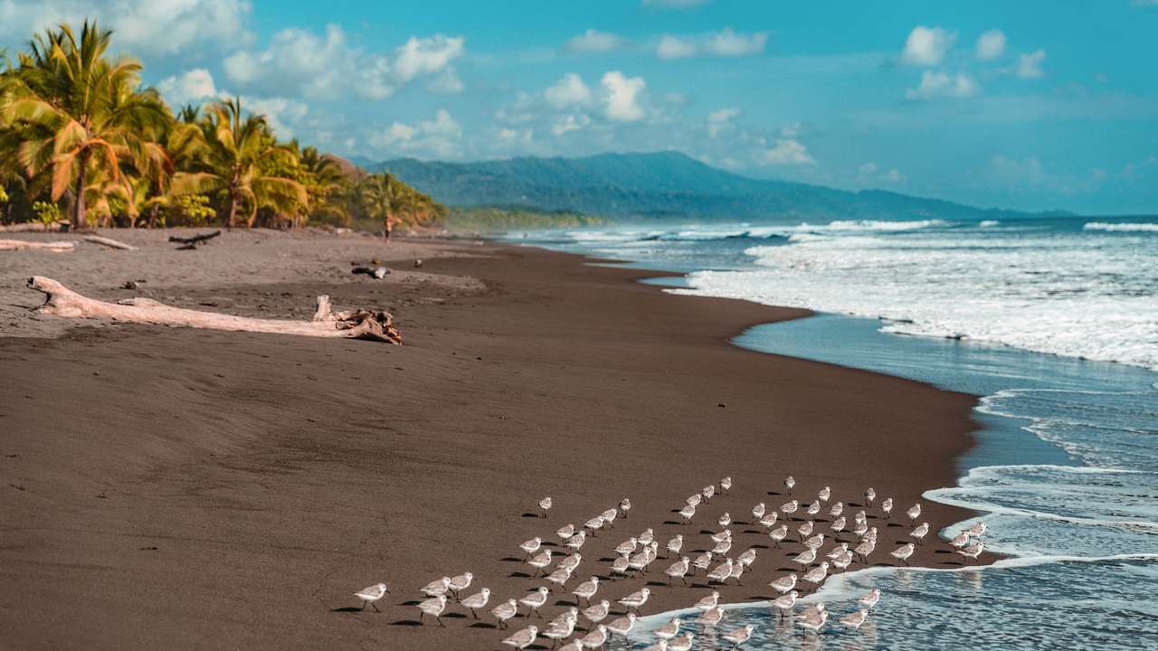 Birds on the shoreline next to driftwood and palm trees, with mountains in the back
