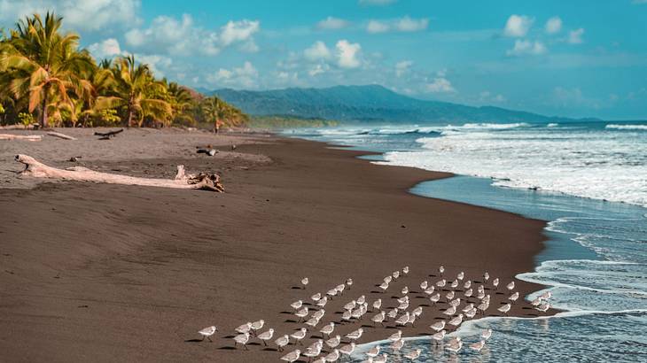 Birds on the shoreline next to driftwood and palm trees, with mountains in the back