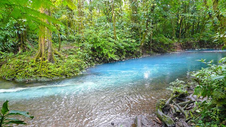 A turquoise-colored river within the jungle surrounded by greenery and tall trees