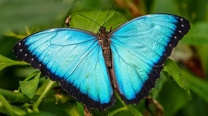 A blue butterfly resting on green leaves