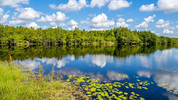 A lake with lilies surrounded by trees