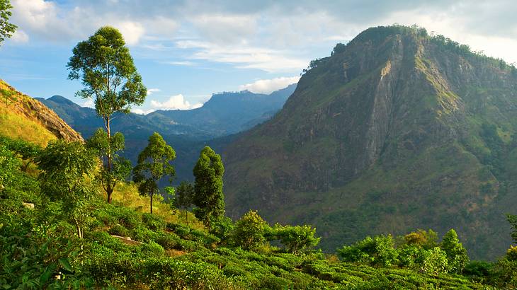 The beautiful and lush green Ella Rock is one of the best places to visit in Ella