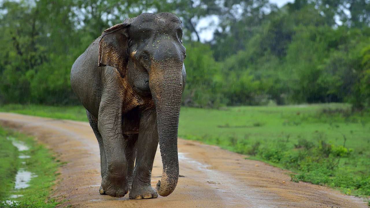 An elephant walking on a muddy track surrounded by grass and trees