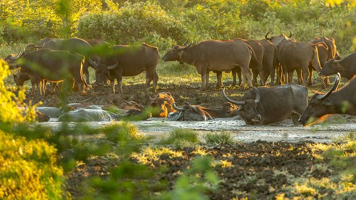A group of buffaloes bathing and walking around a water body surrounded by trees