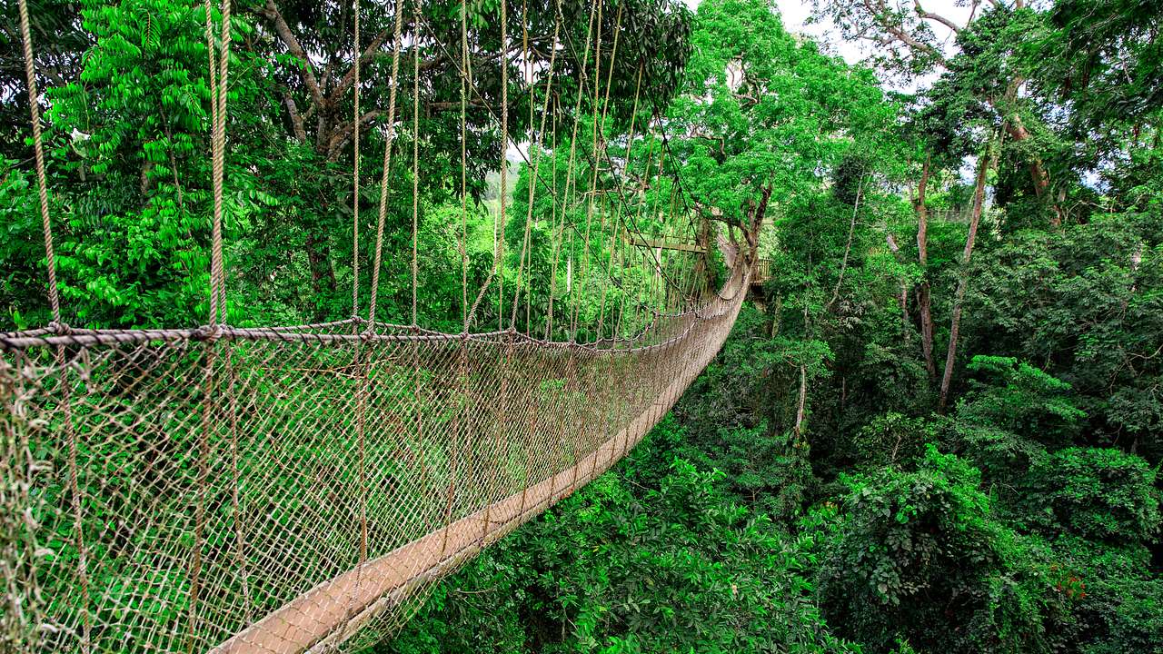A long hanging rope walkway passing through a forest